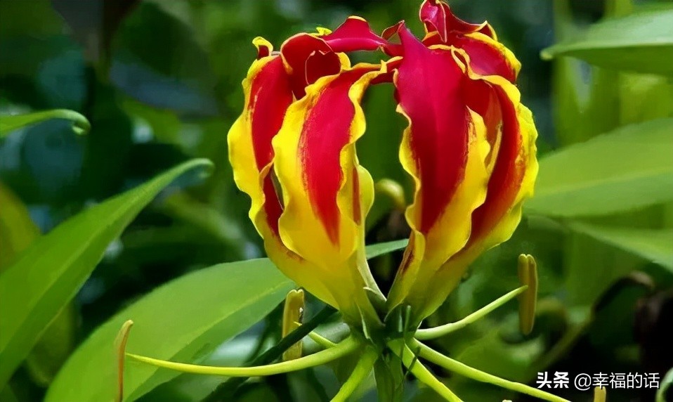 英国国花世界各国的国花,各种国家的国花大全