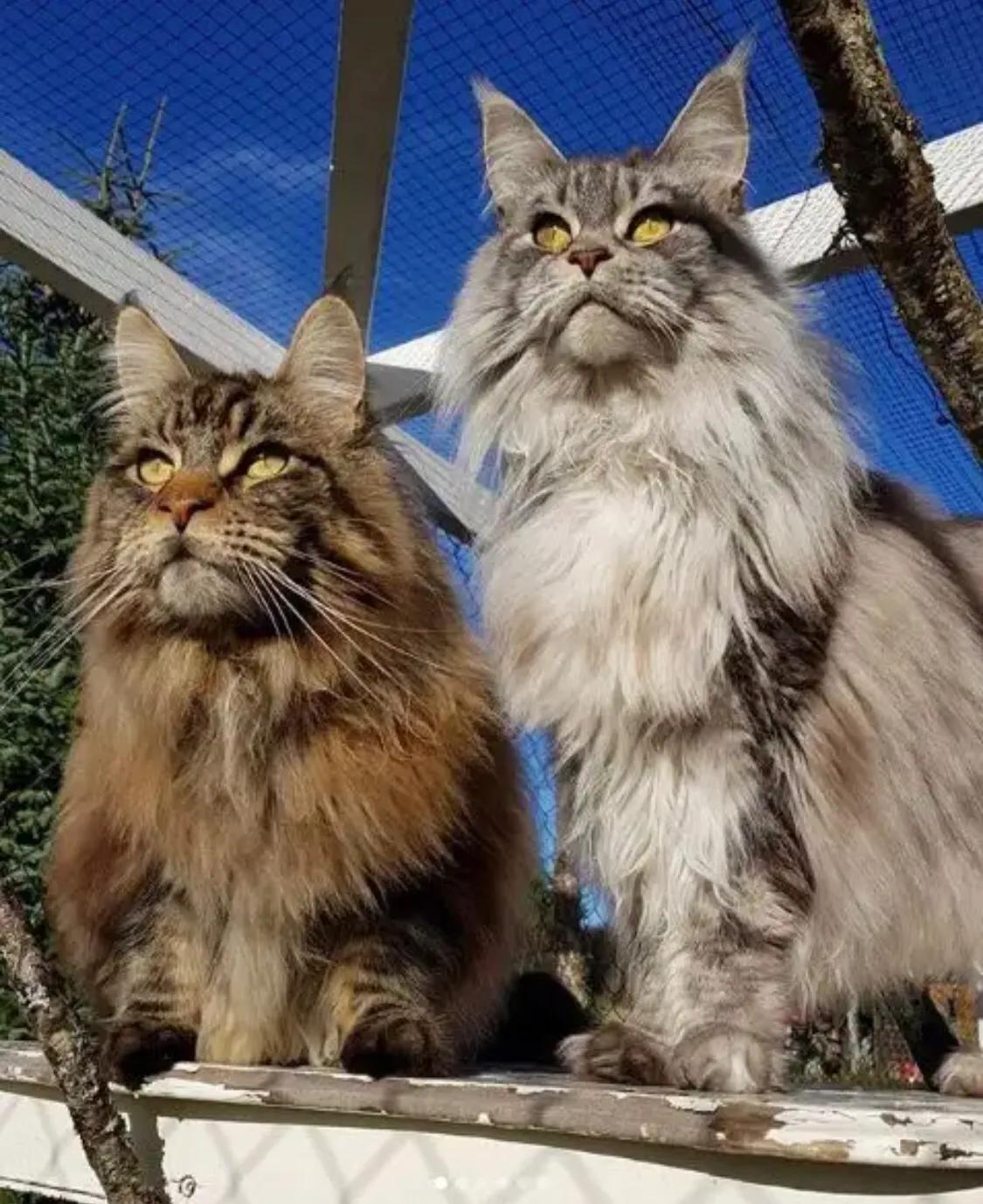 重点布偶和蓝白会配出缅因吗,天选猫耳为什么这么贵