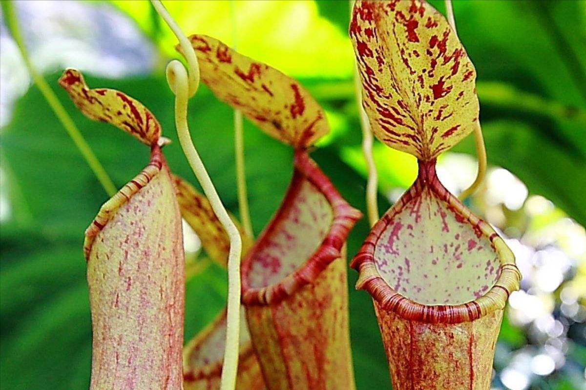 设置陷阱捕捉昆虫植物,设陷阱抓石斑鱼