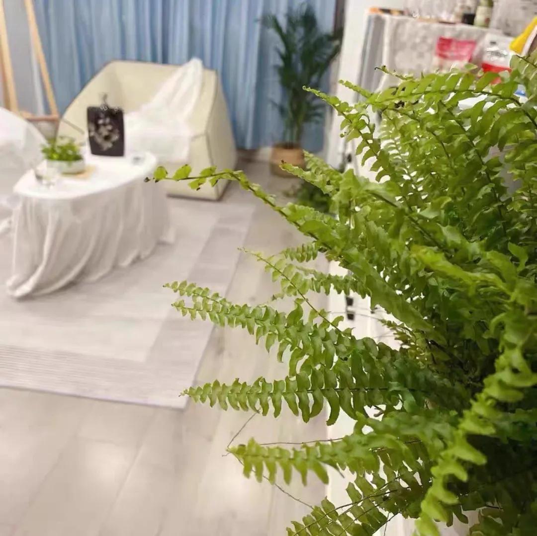 24小时吸甲醛释放氧气的花,刚装修好的房养啥花好能吸甲醛