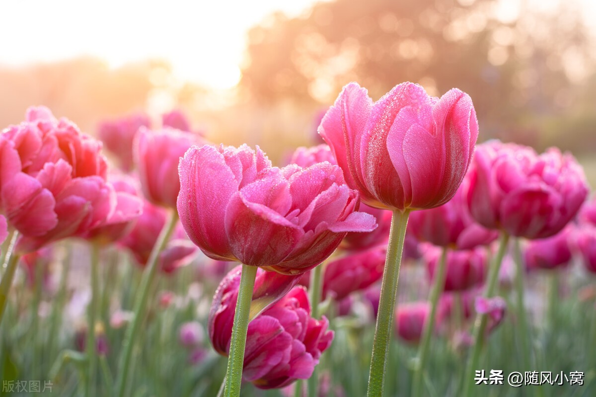 宝宝甲流感染者1-7天表现症状图,5岁孩子支原体感染高烧