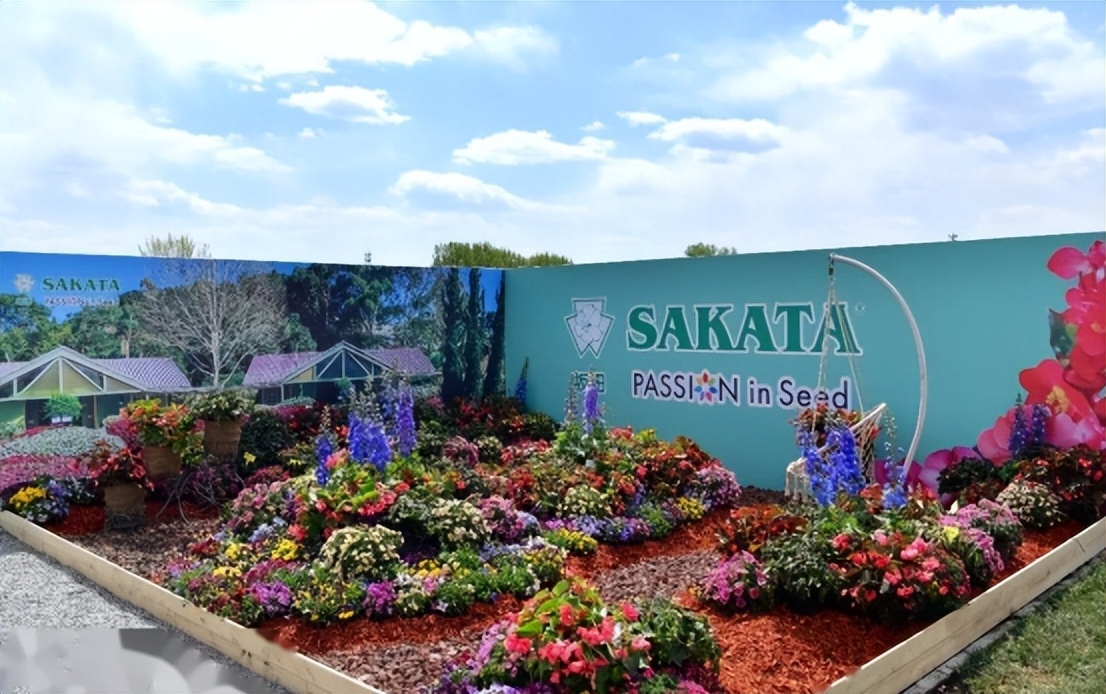 一包西兰花,中国西兰花种子突破