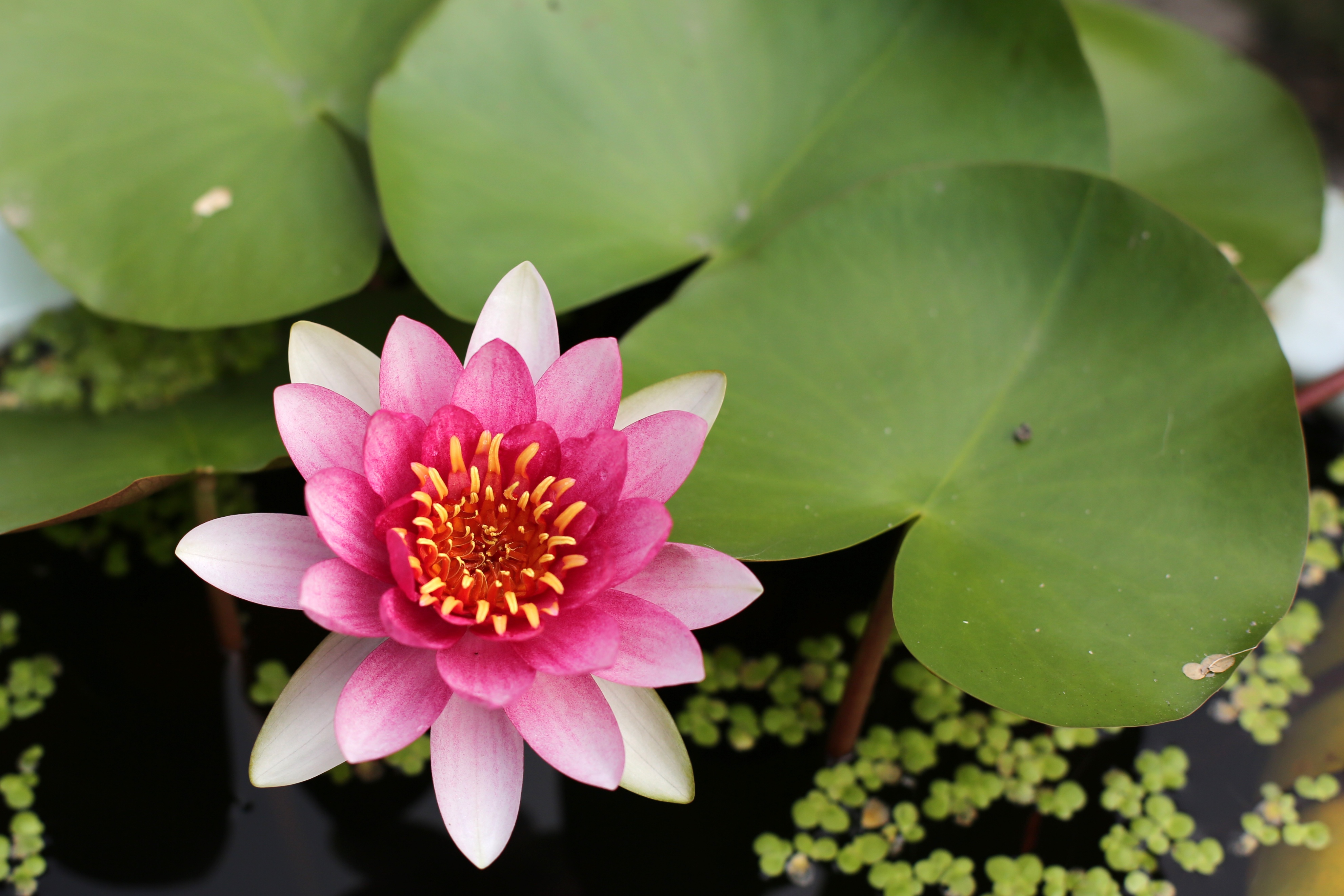 无锡十大最美古镇景点排名榜,无锡江南水乡旅游攻略