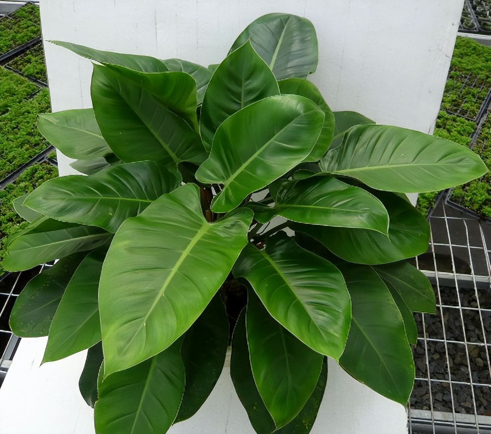 盘点24个常见蔓绿绒品种，叶色靓丽颜值高，总有一款撬动你的心！