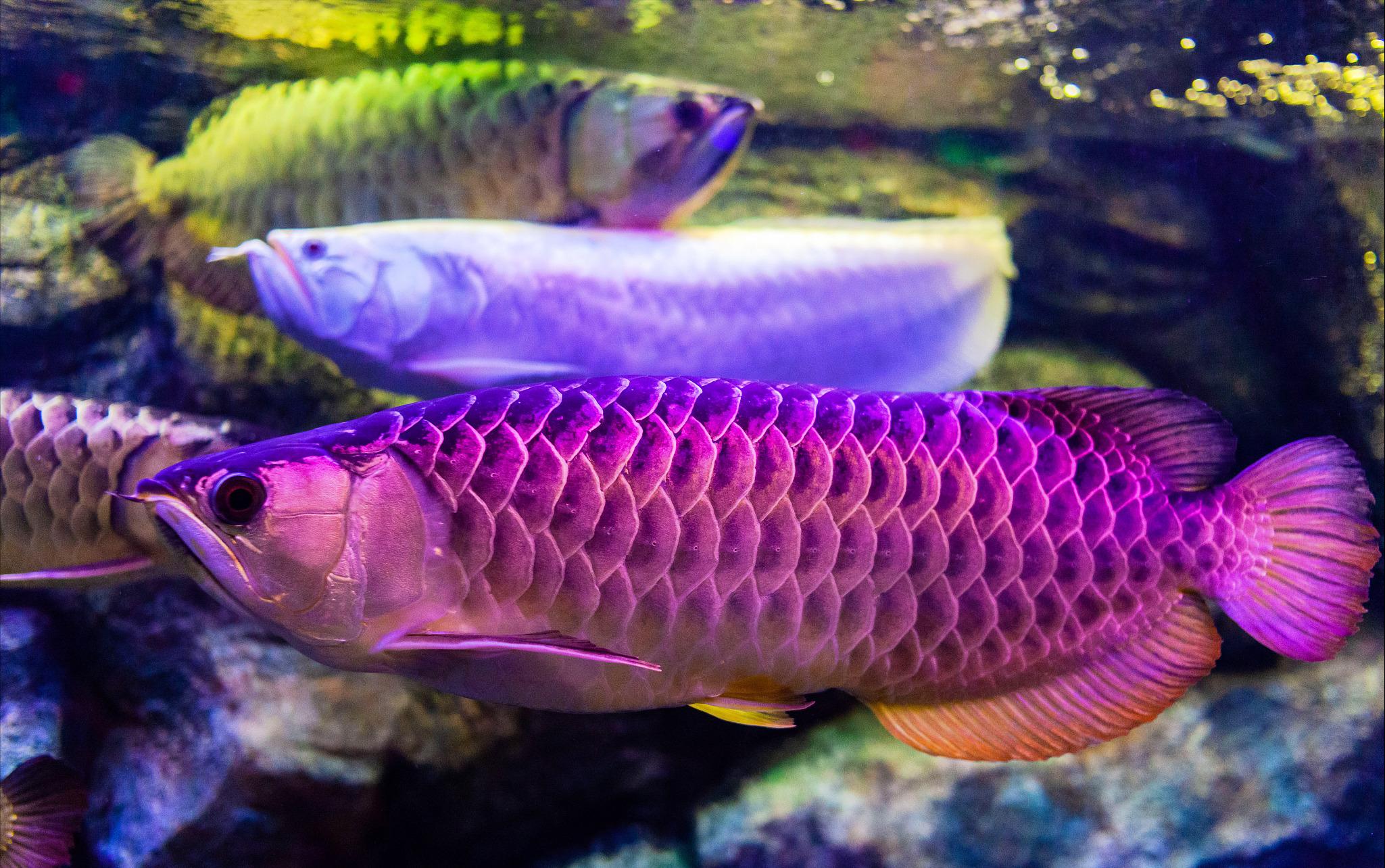 为何龙鱼那么贵,龙鱼为什么是观赏鱼