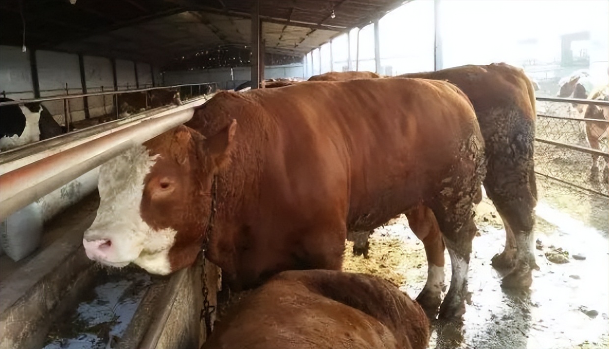 冬季牛“百叶干”频发,养牛户应如何进行防治?