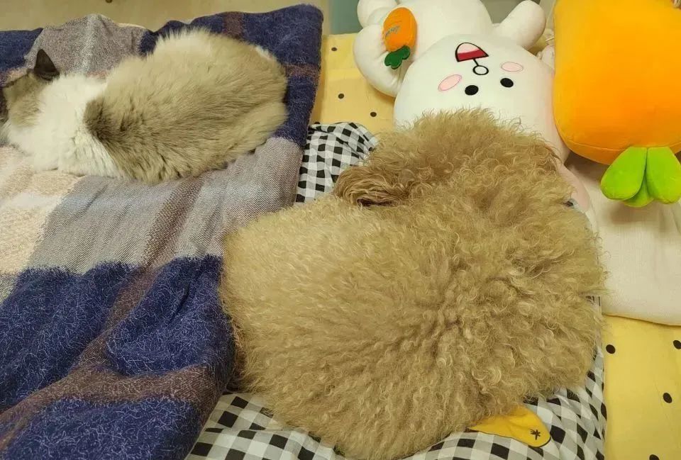 你知道兔子吃西瓜吗,你知道小兔兔吃的是什么吗