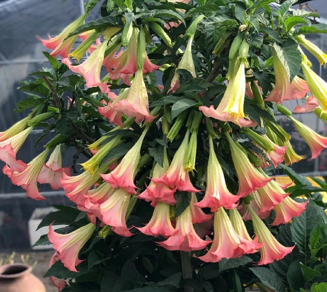 20种大毒花千万别养在家里太危险,新手这六种短命花一定要避开