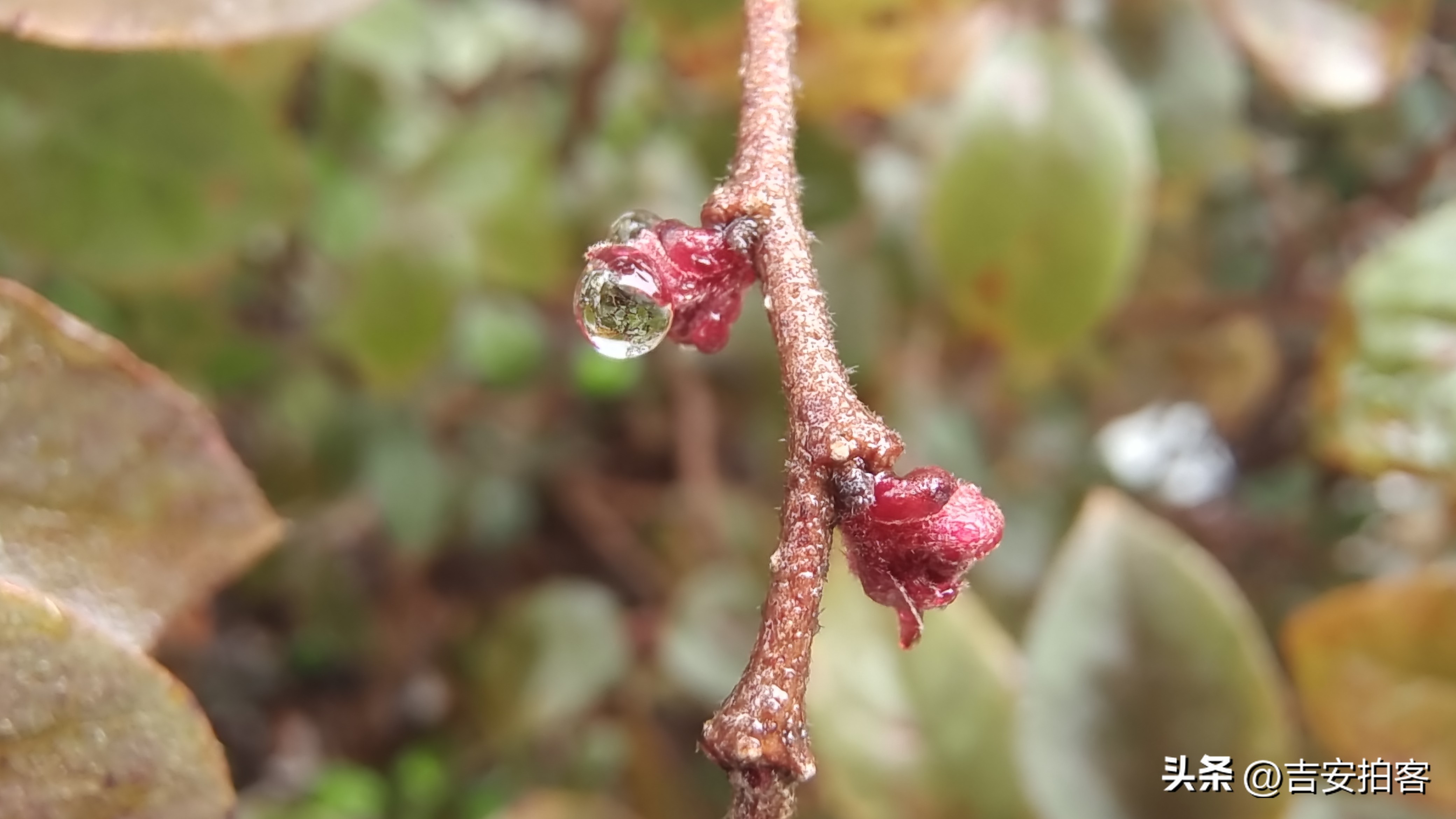 春雨滋润下的红花檵木