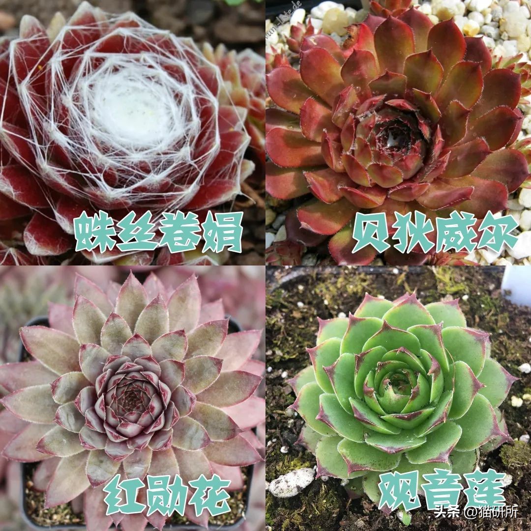 养猫可以养什么绿植,养猫不可以养的大型绿植