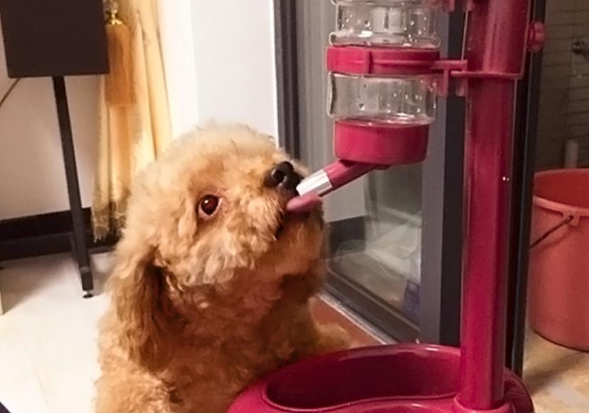 泰迪养育手册,养宠日记狗狗精神不好呕吐