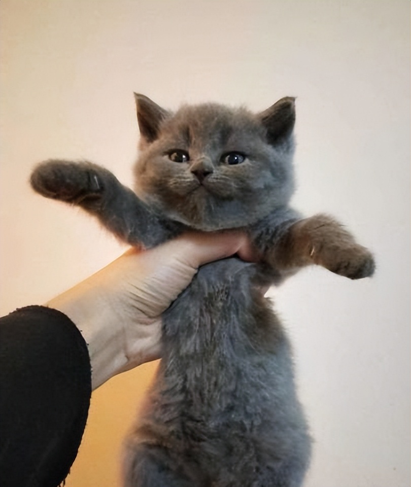 猫咪绝育记仇的表现,猫咪被绝育后有什么好处吗