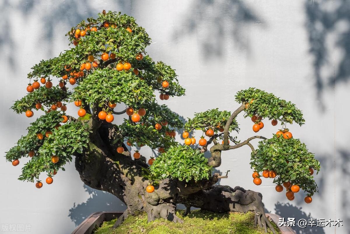 招财旺宅盆栽鸿运当头,绿植鸿运当头最宜摆放在什么位置