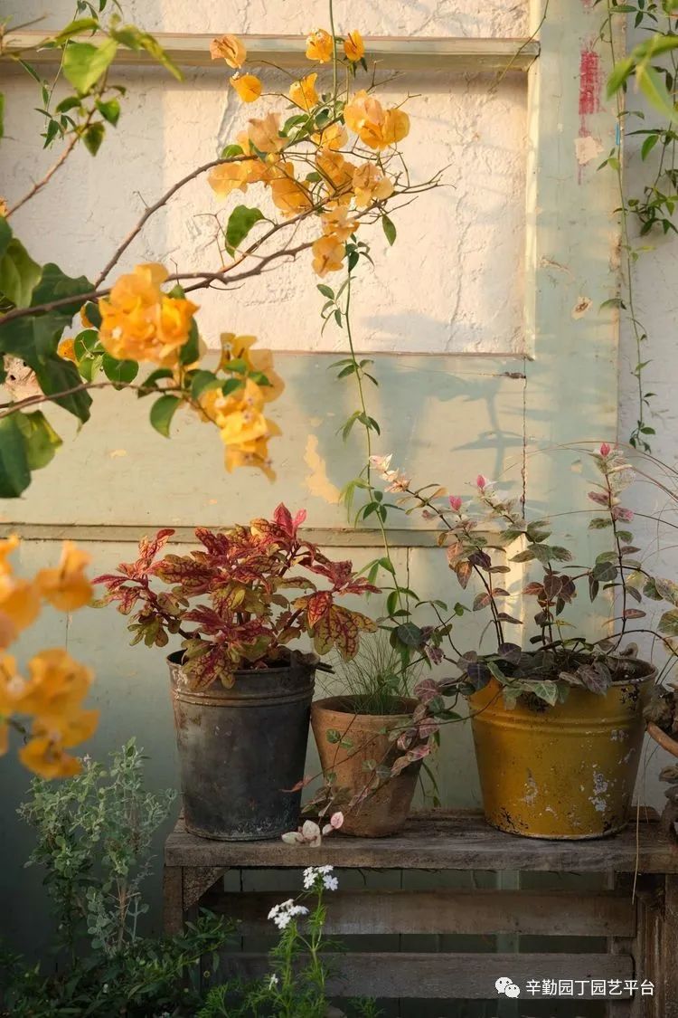 第八届园丁奖露台组《030号》洛基花园