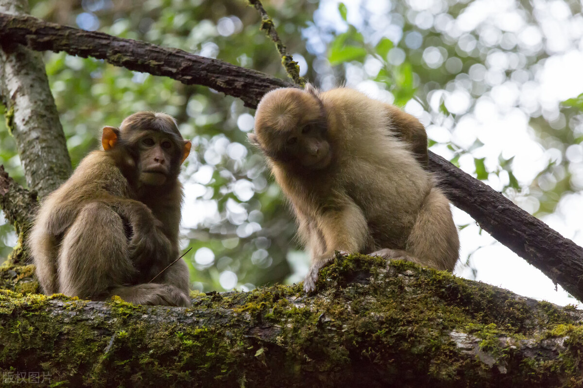 云南最高海拔的茶叶,海拔最高的茶叶产地在哪里