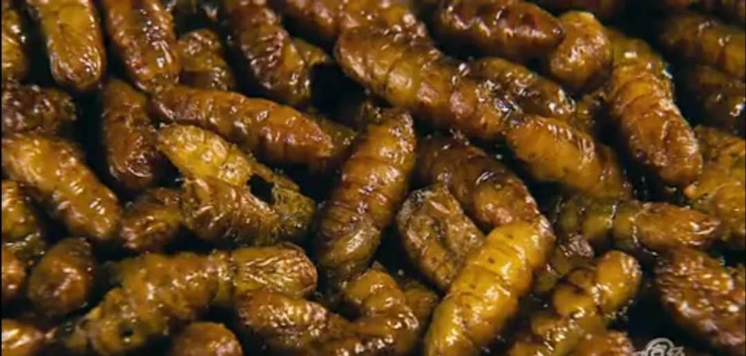 丛林探险美食大全,真正的丛林美食有哪些