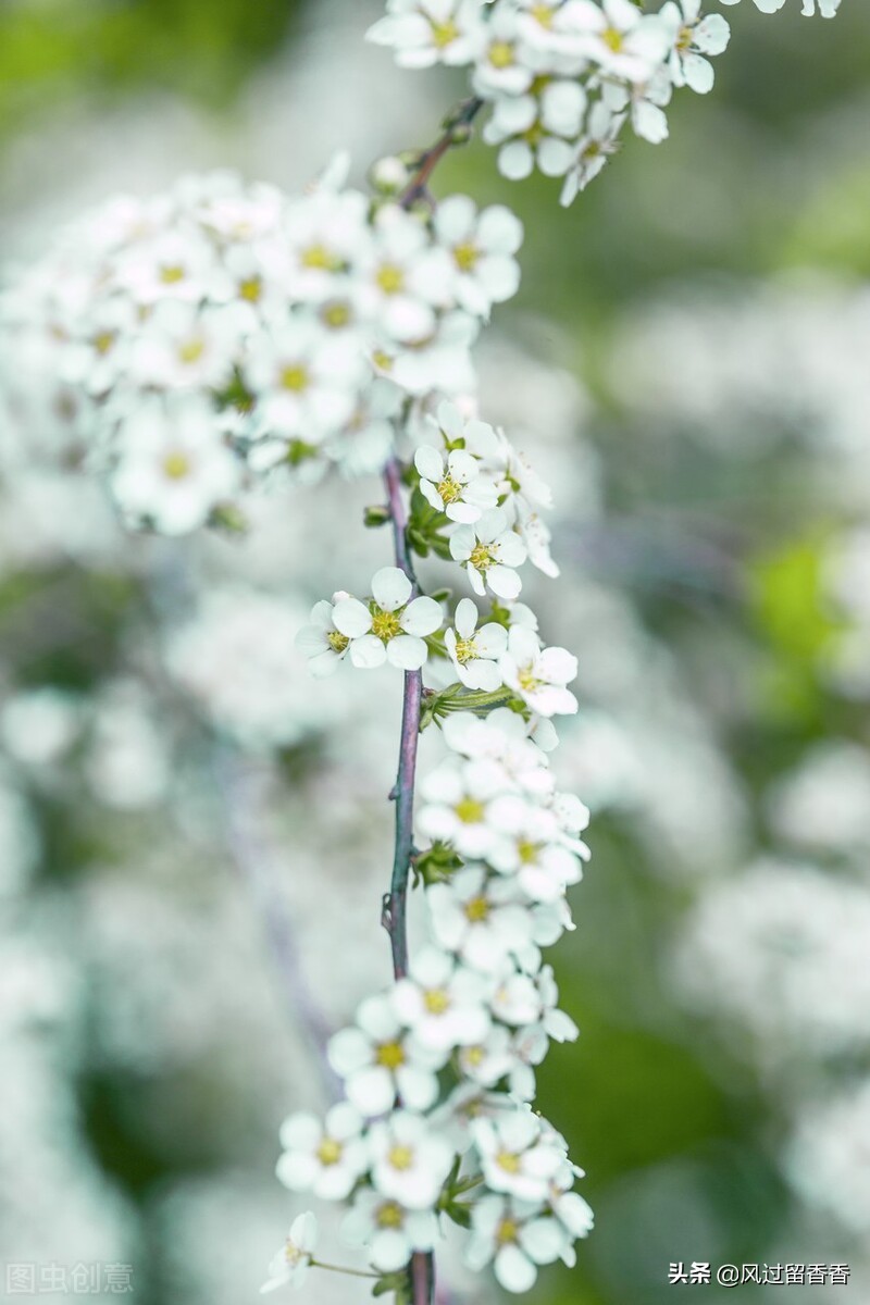 阳台养花教程推荐,阳台养花教程新手入门
