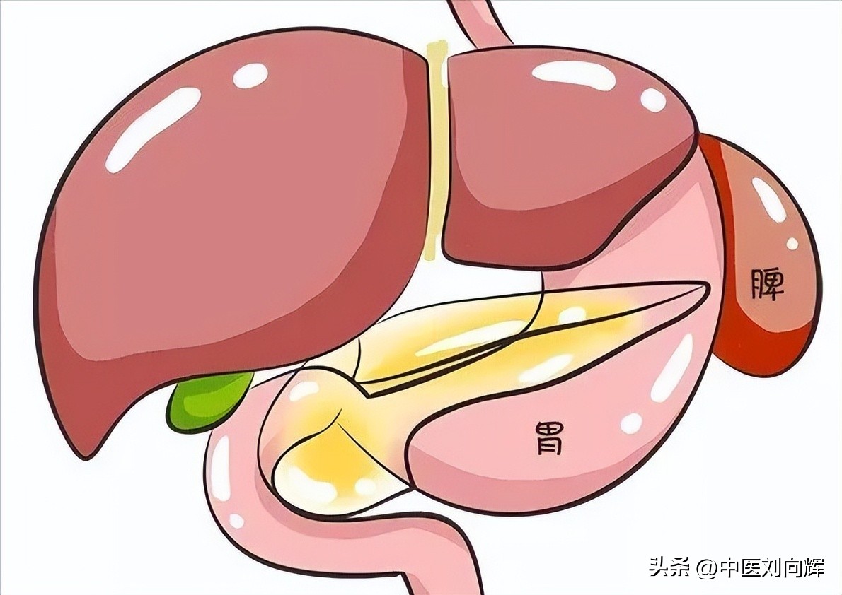 脾胃虚弱肠胃湿热便秘吃什么中药,脾胃虚弱肠道湿热便秘吃什么中药