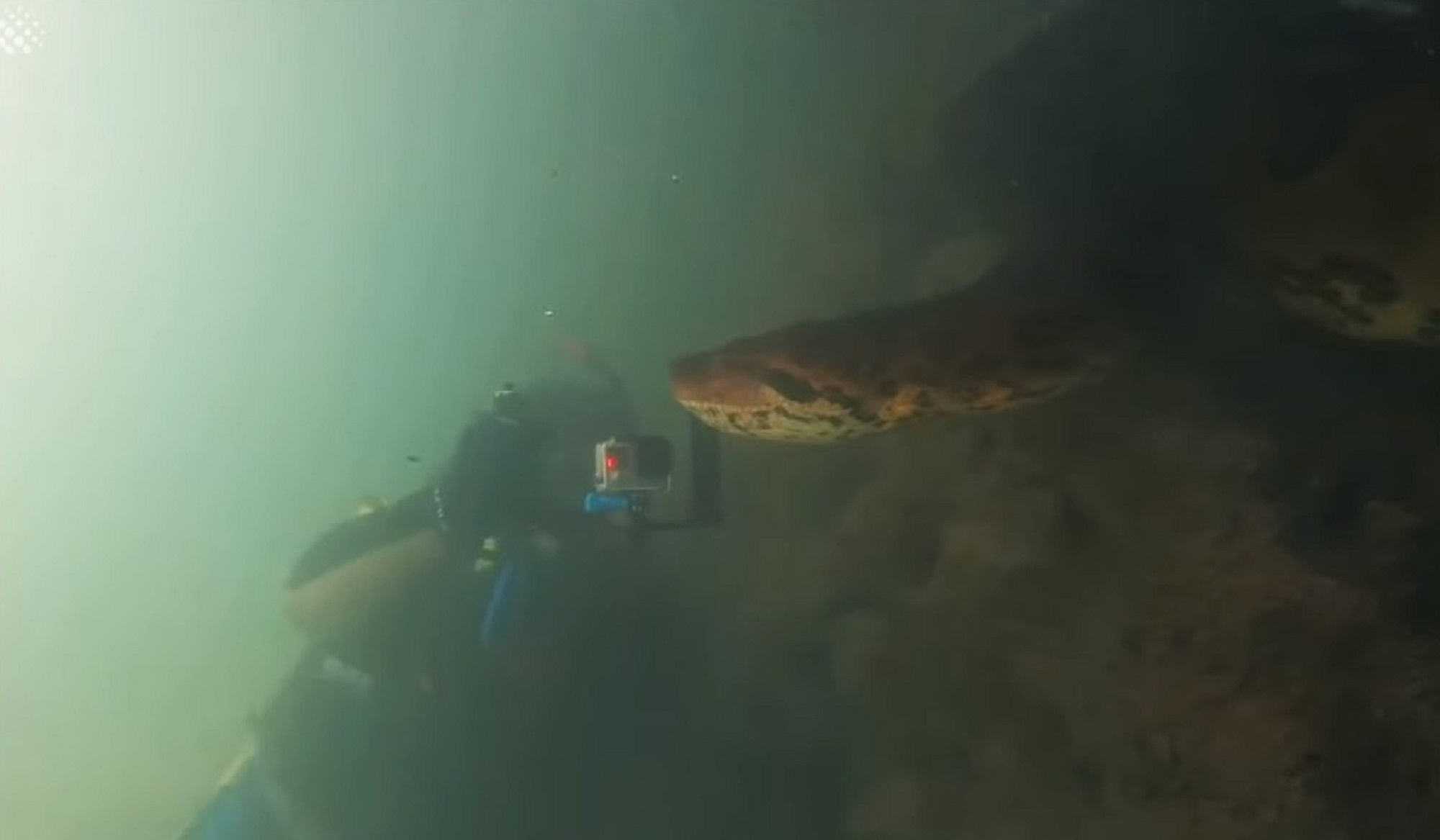 未解之谜深海巨蟒多大,海洋巨蟒真实图片大全