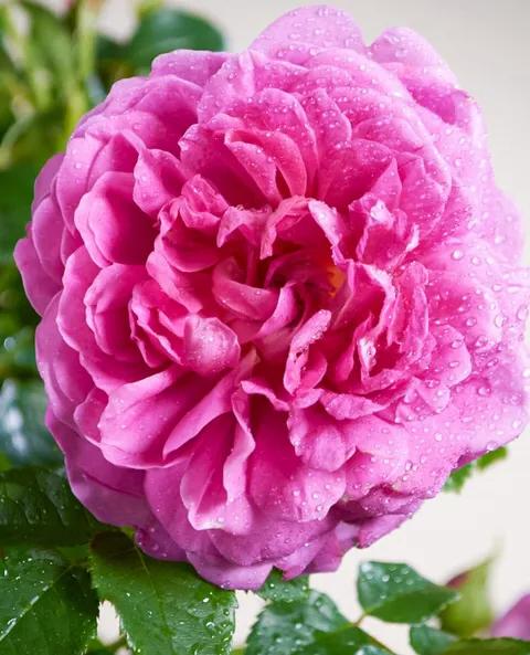 安妮公主月季优缺点,安妮公主月季耐热