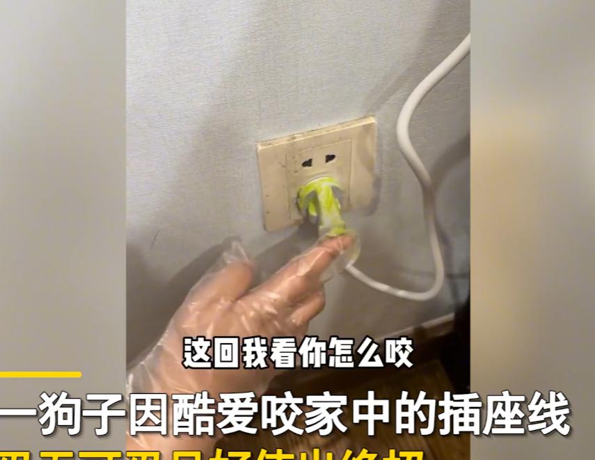 狗子喜欢咬数据线怎么办,狗子喜欢咬电线怎么办
