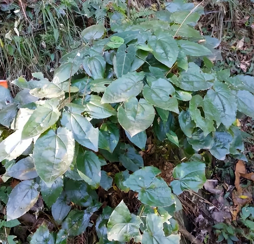 野生草药淫羊藿,地道特色药材淫羊藿