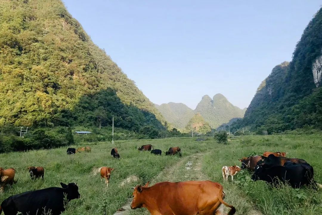 他在贵州租下200亩山谷，95后纷纷投奔：过不花钱的日子，很快乐