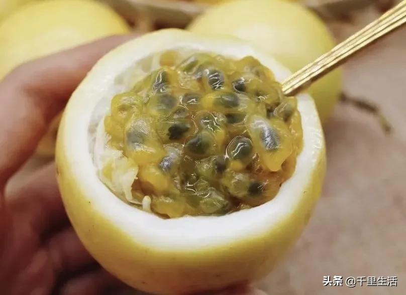 黄金百香果，“钦蜜9号”，百香果中的“爱马仕”，至爱非你莫属
