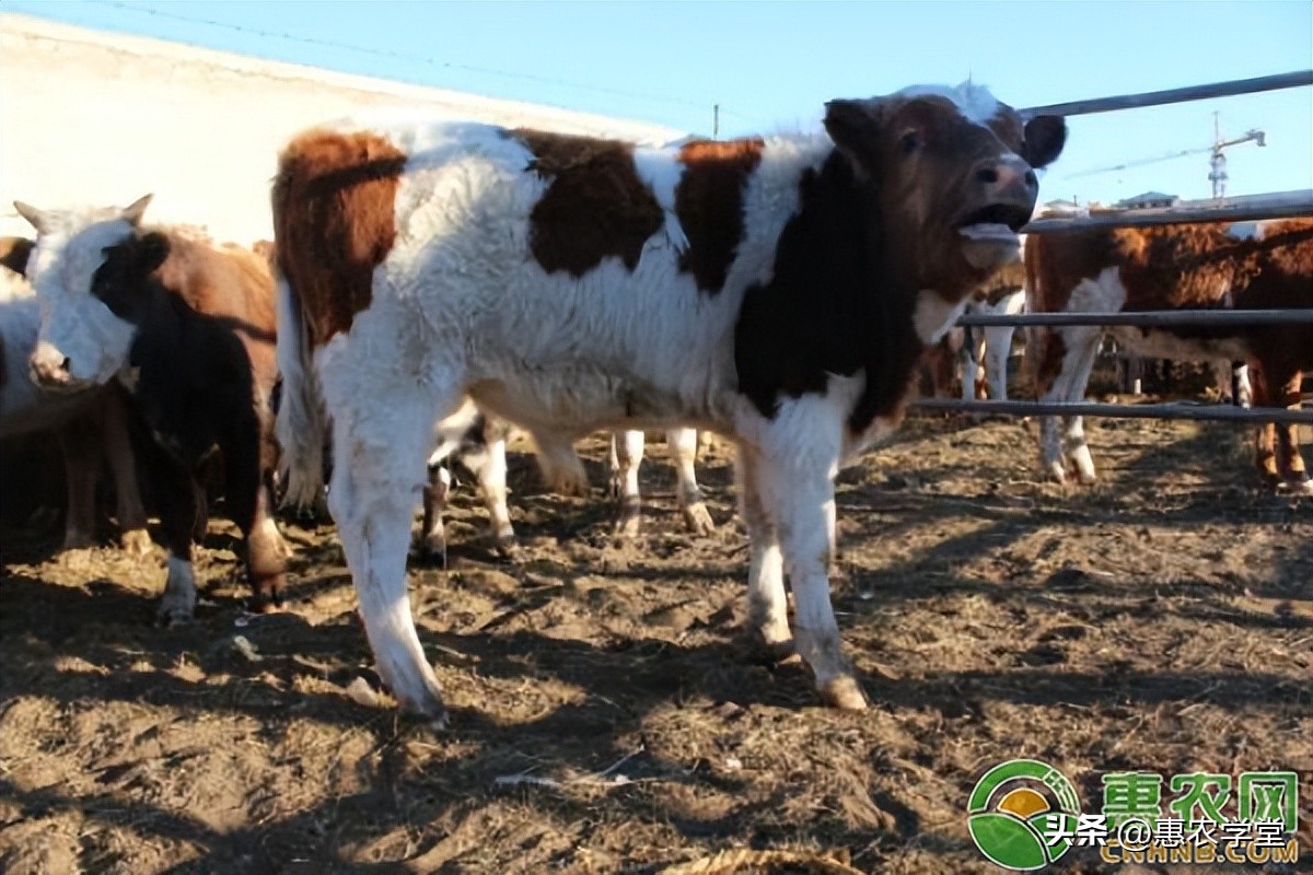 牛羊养殖的最新饲料,养殖牛羊用多少饲料最好
