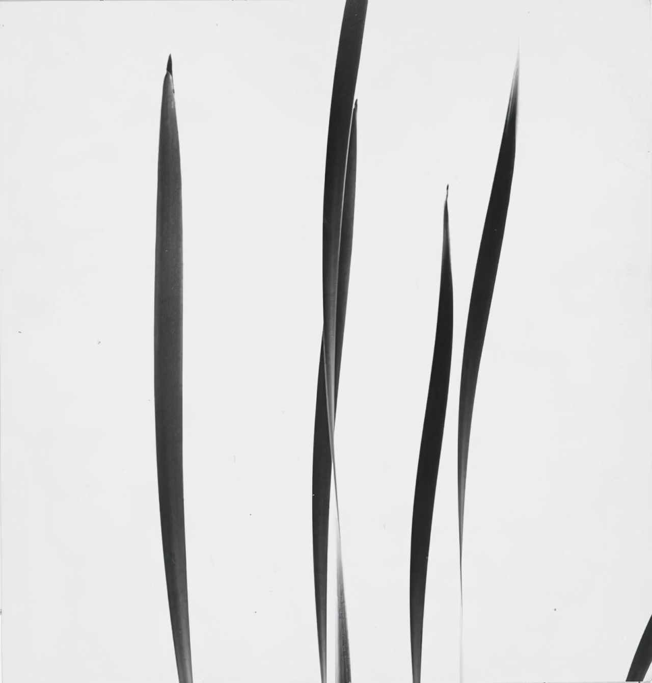 哈里卡拉汉摄影作品,哈里卡拉汉摄影