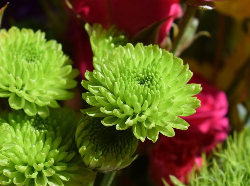 每日一花12.9：菊