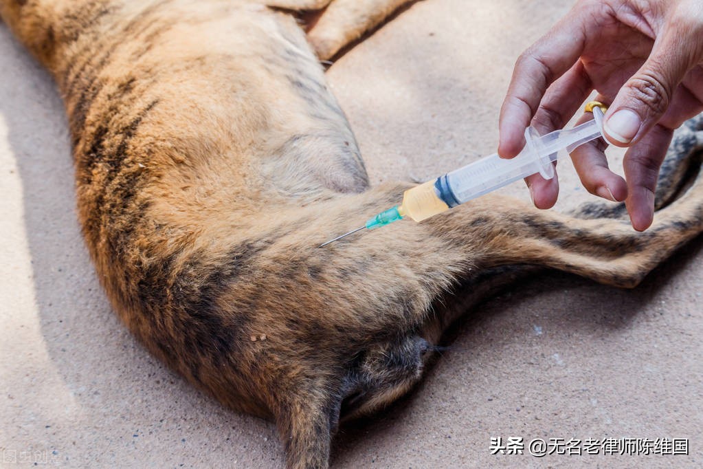高速路拦车救狗事件,高速拦车救狗怎么处理