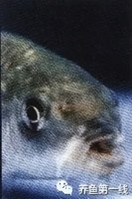 水生生物大盘点,水生生物多图排版