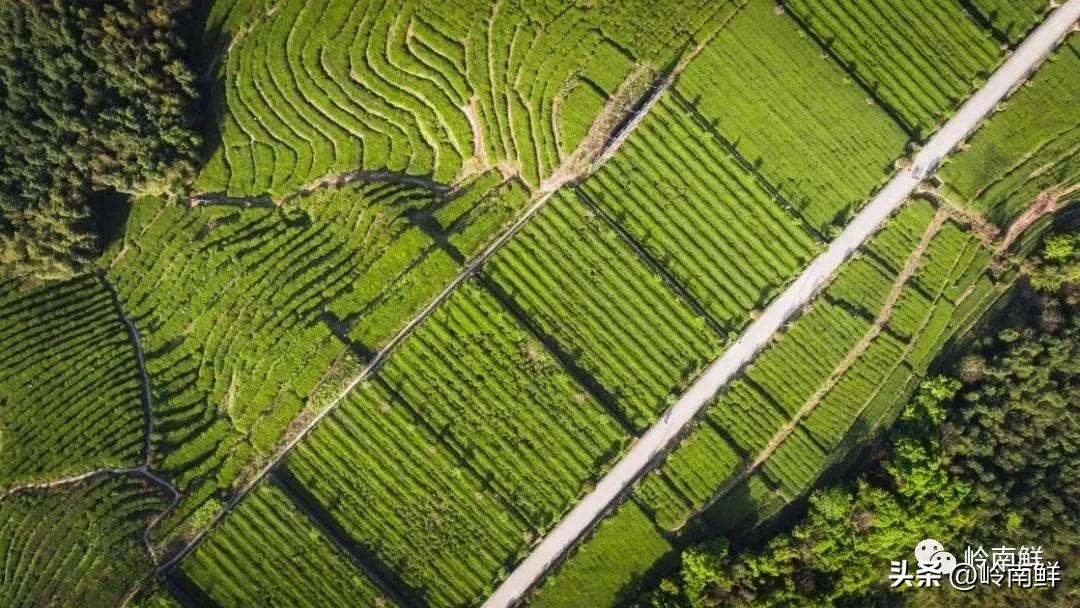 陈皮普洱一杯有暖润感的茶,泡一壶陈皮普洱享受冬日美好时光