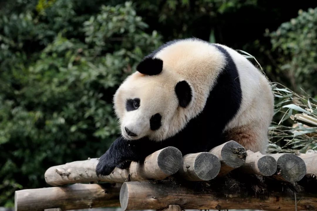 都江堰为什么值得我们纪念,震撼人心的都江堰