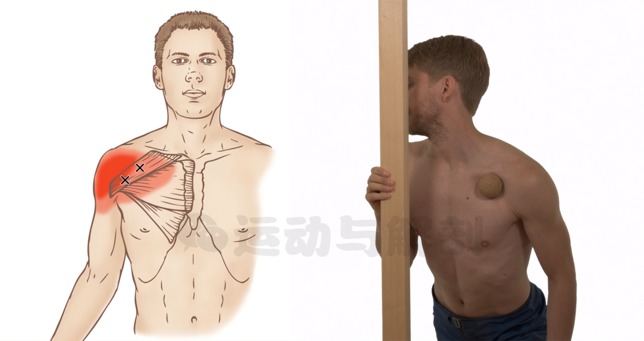 胸大太松怎样练紧致,胸大肌太过紧张要松解多久