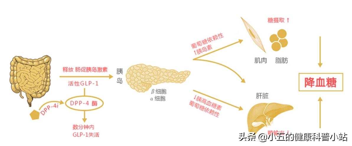 糖尿病长期吃药肾受损怎么办,糖尿病如何损伤血管的