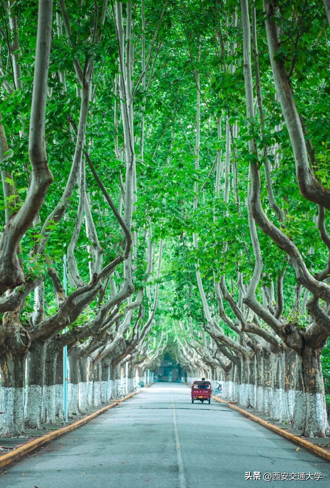 交大的校园，一眼心动！