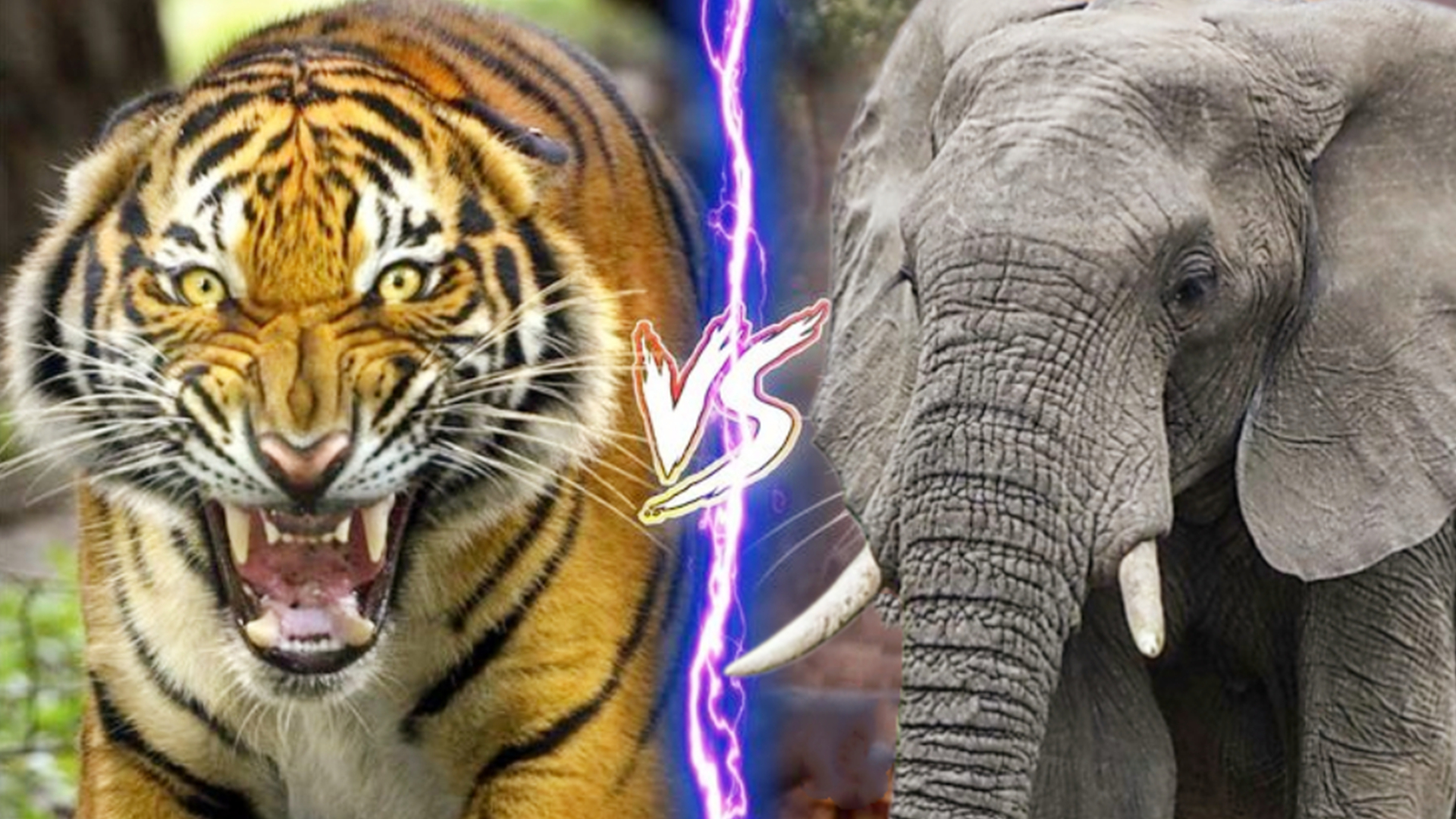 老虎vs大象,当猫科二弟遇到象科老大,谁会笑到最后呢?