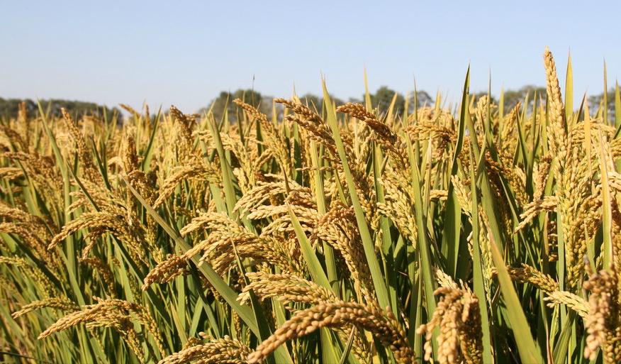 水稻种植技术研究中心,水稻种植技术与管理