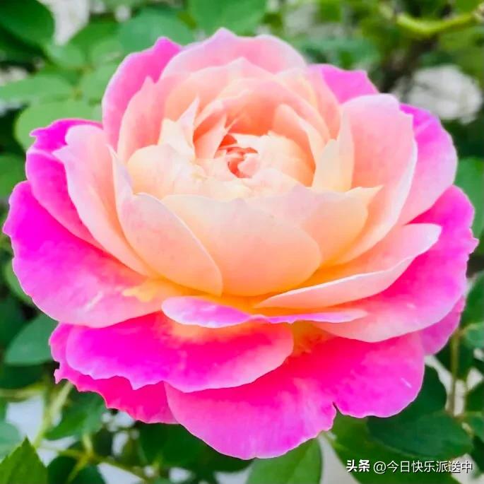 美醉了的月季花图片,各种颜色的月季花图片