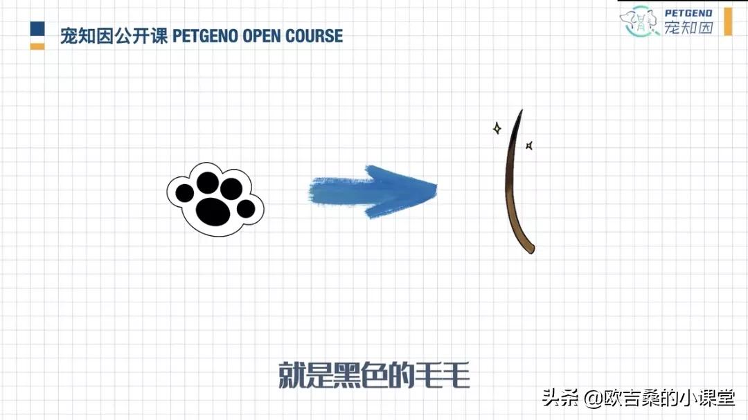 白斑变异基因,白斑基因和全白基因