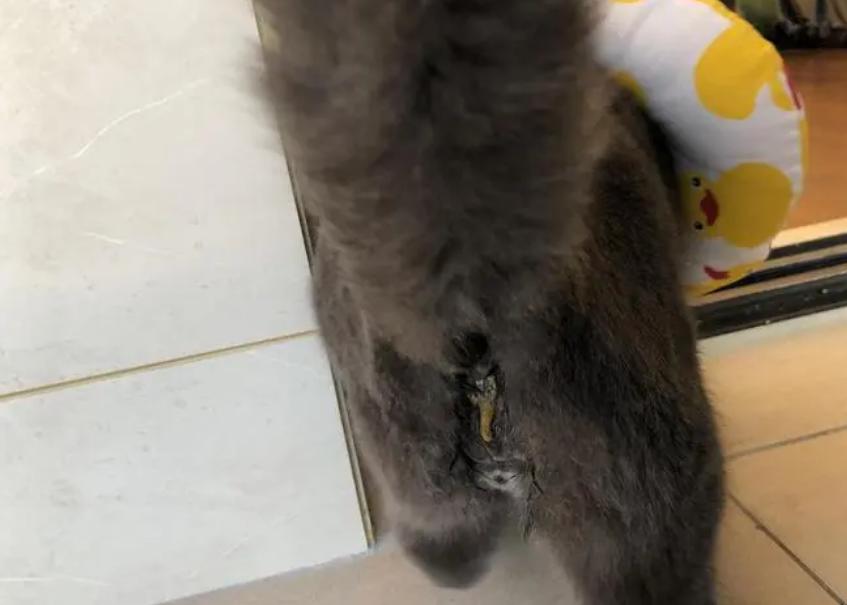 猫咪手术后不喝水不吃东西怎么办,猫咪走丢两天回来无精打采只喝水