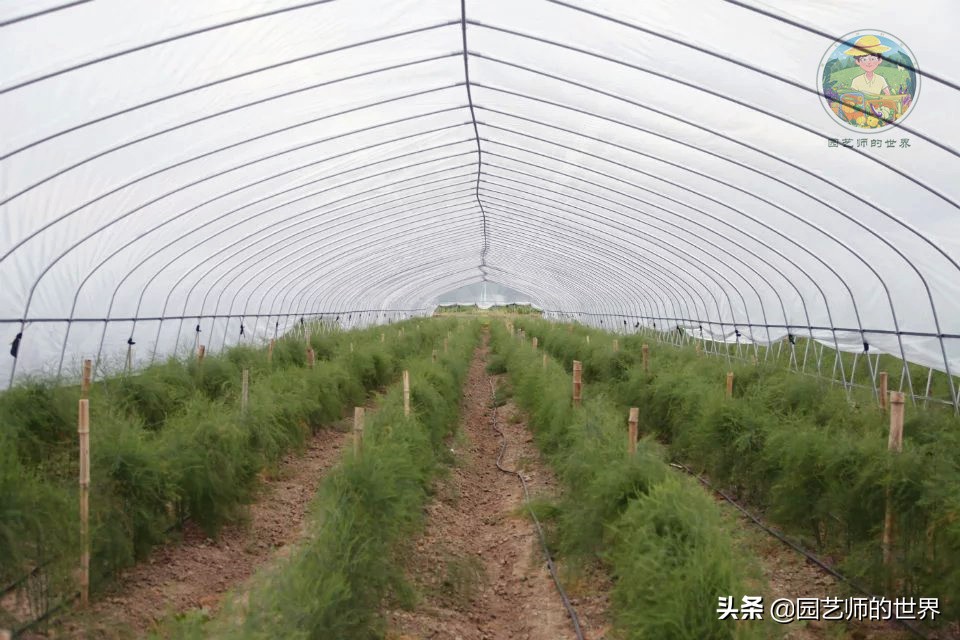 种植100万亩芦笋需育苗多少亩,带根芦笋怎么种植