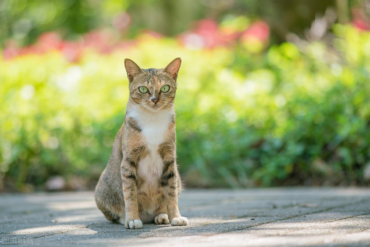 岁月曾经静好；我们，曾经在这里种菜撸猫