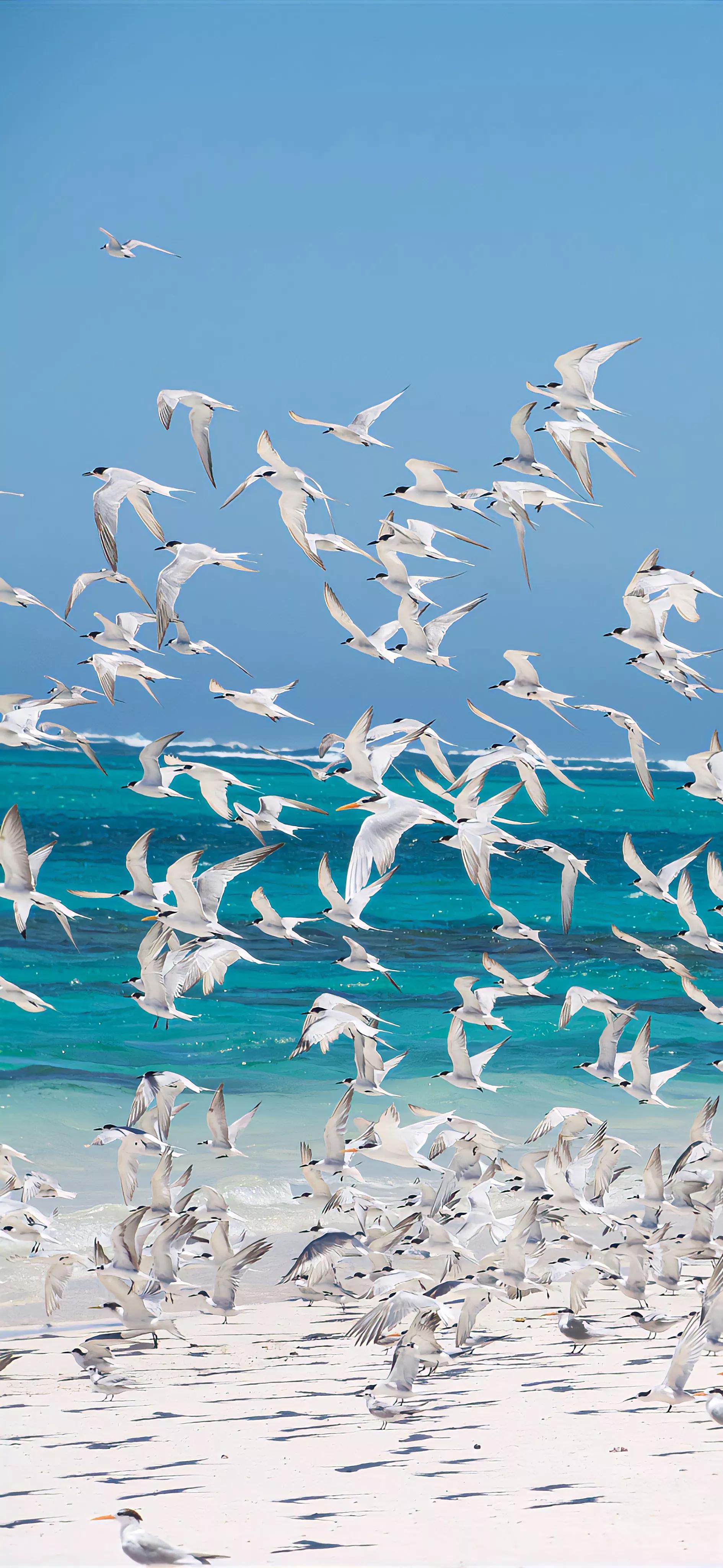 春天清新壁纸图片大全,手机壁纸春天风景超清