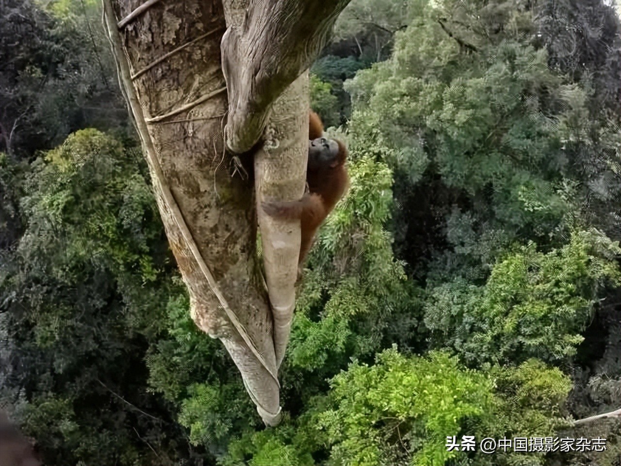 108张令人惊讶的历史与自然照片,有颠覆你认知的那张吗?