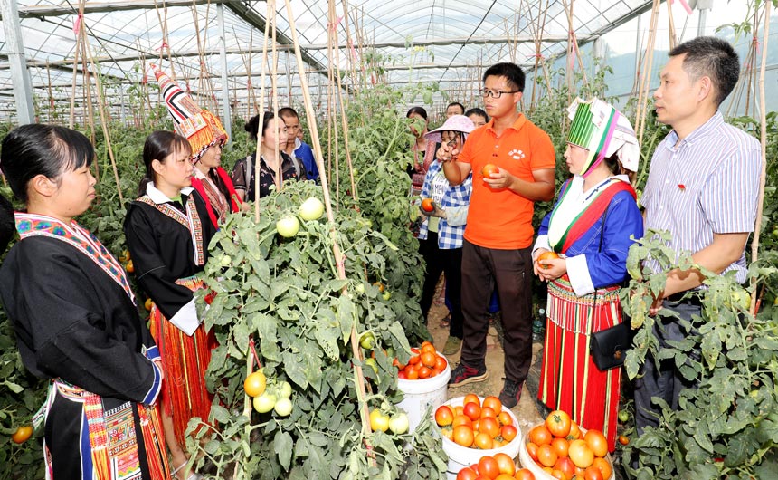平川镇农旅融合助推乡村振兴提速,平桂区扶贫活动