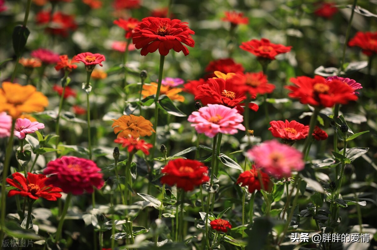 世上本无事庸人自扰之心头无闲事,再痛苦也要微笑面对现实