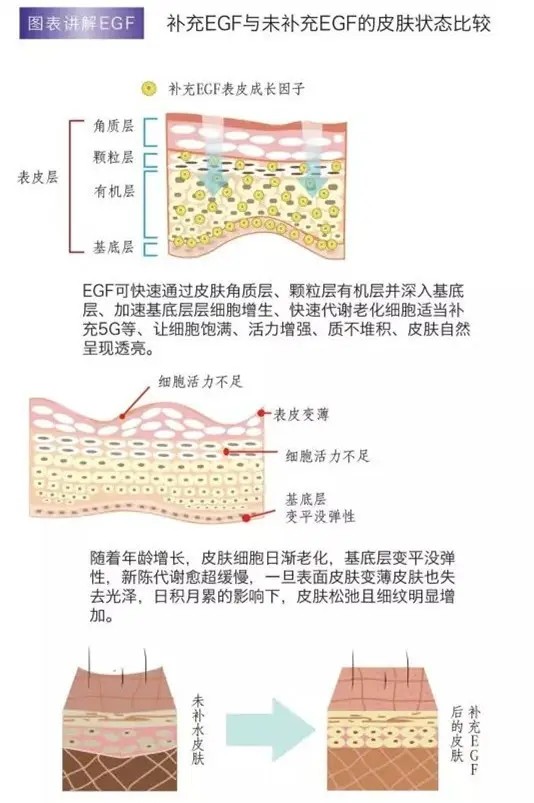 寡肽-24Oligopeptide-24抗皱和紧致剂